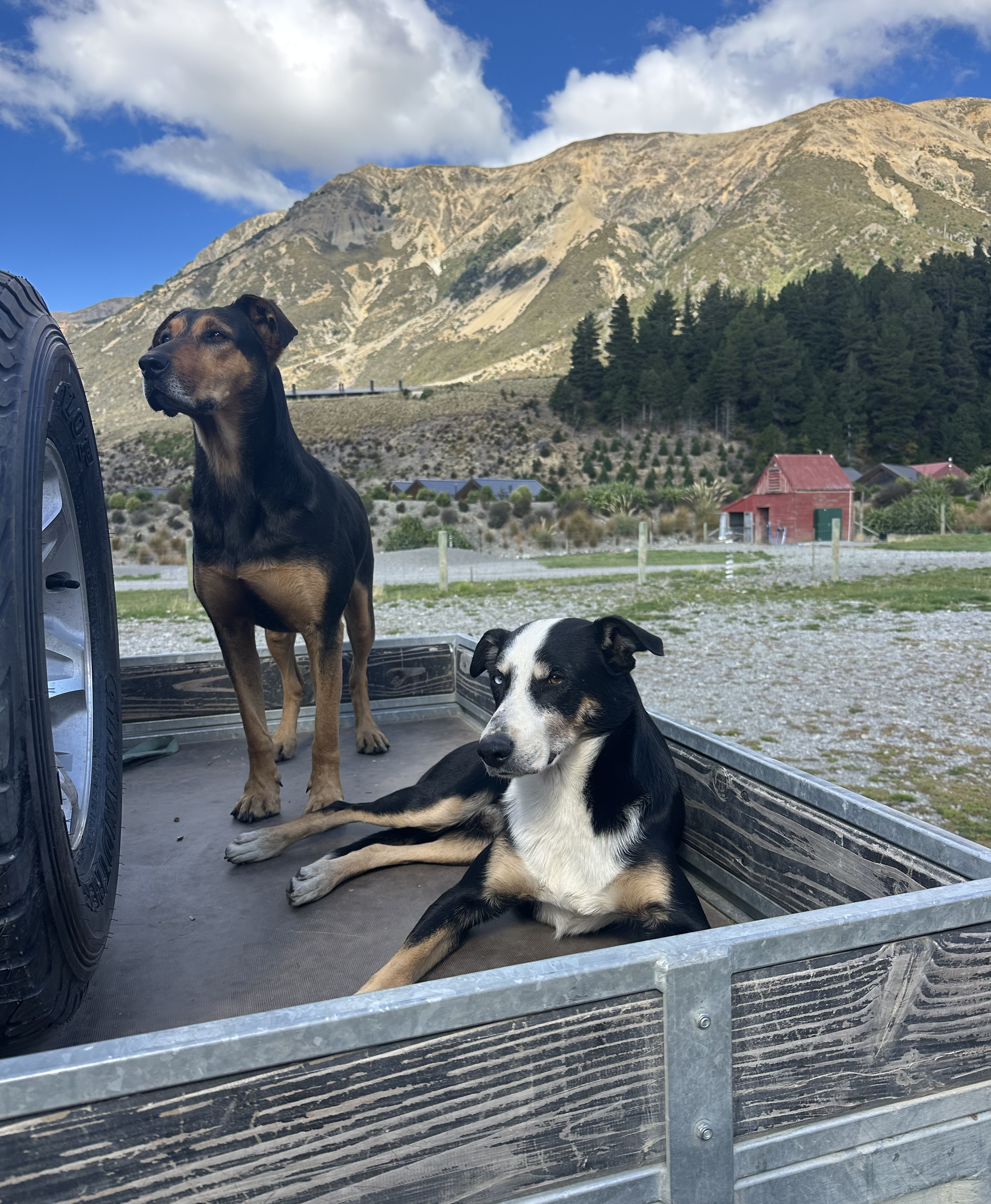 Flockhill dogs