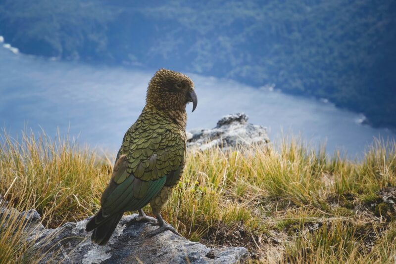 Fiordland kea