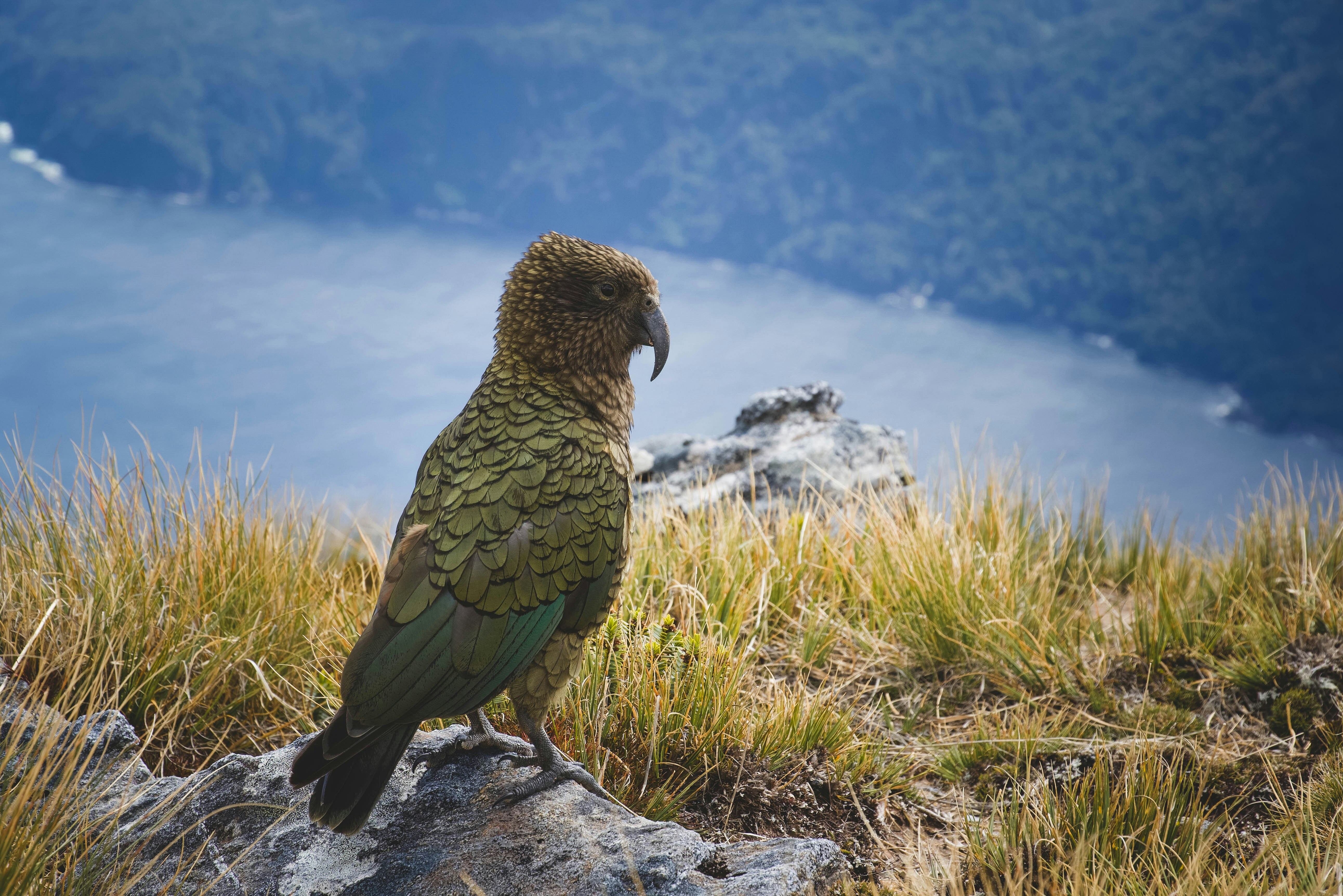 Fiordland kea
