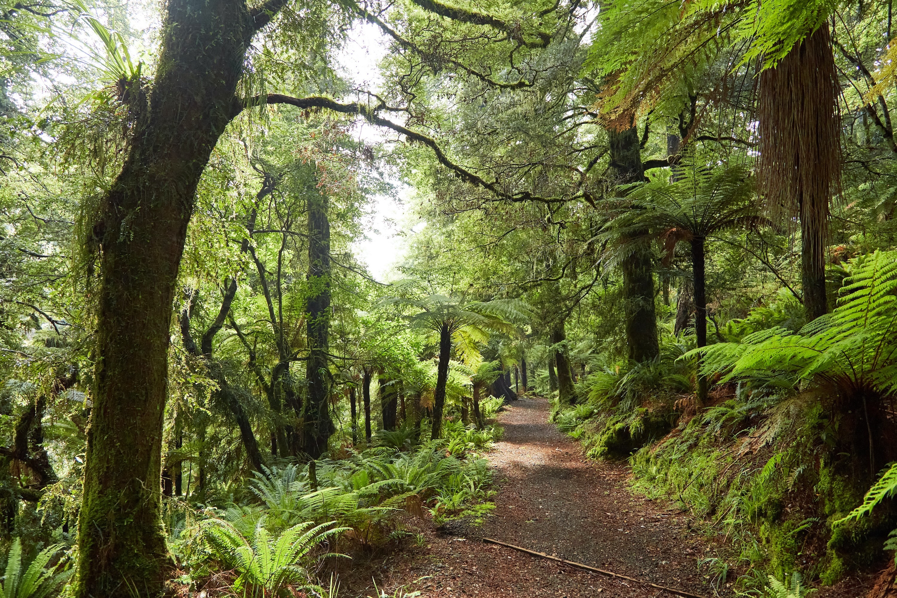 Hiking lake waikareiti