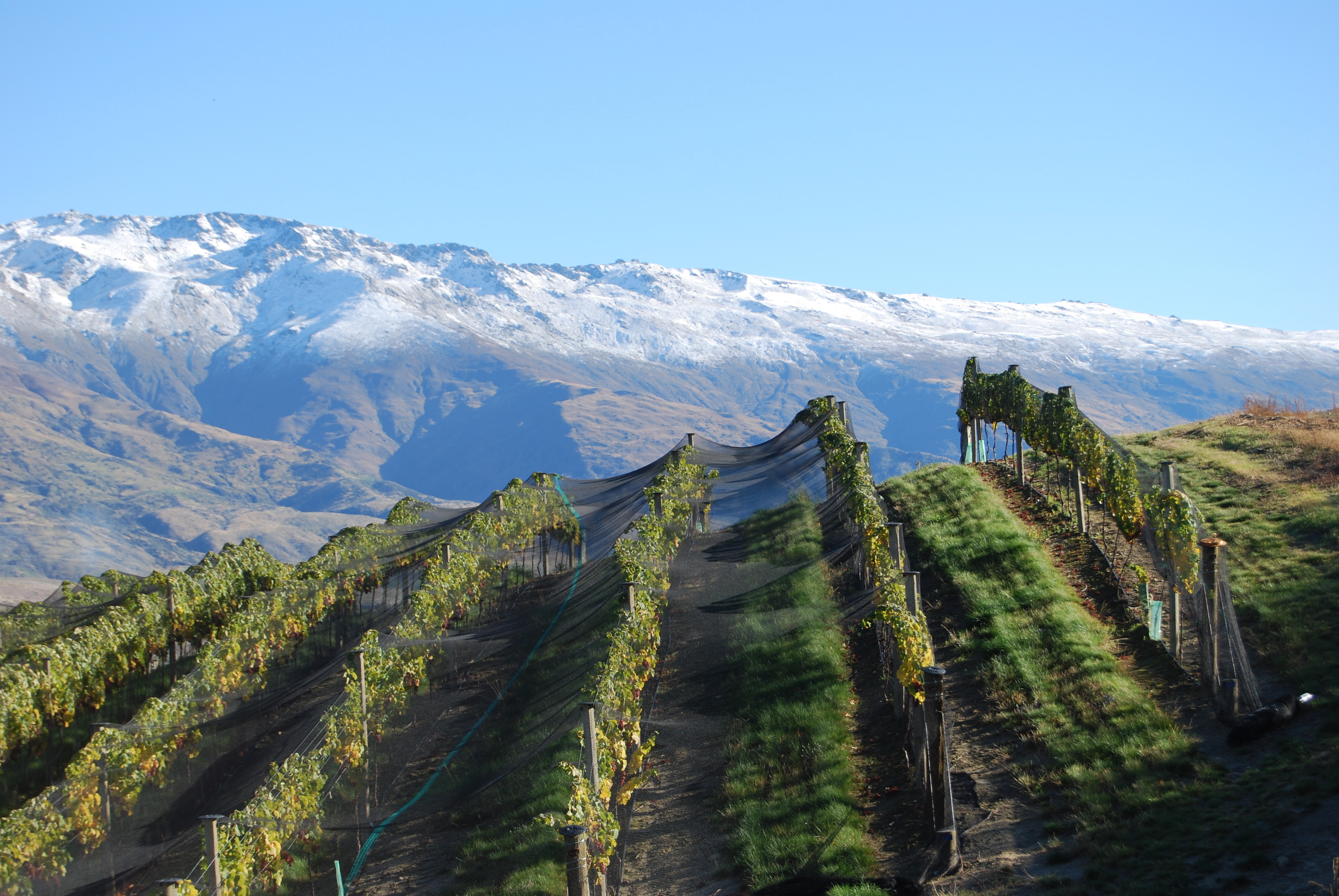 Wine mishas vineyard